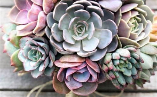 属鼠女生几月生最好_属鼠女生几月出生最好